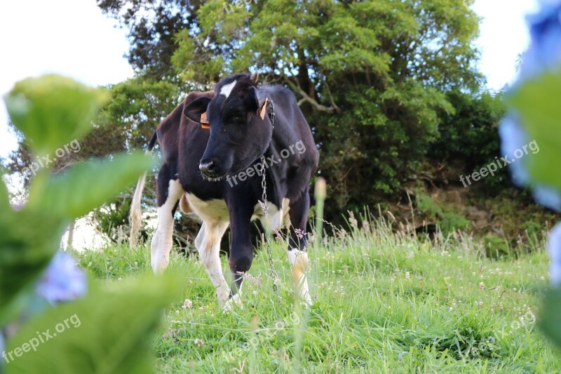 Comanche Furnas Sao Miguel Azores Animal