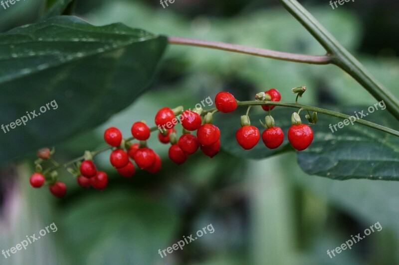 Fruits Fruit Leaves Nature Red Fruits