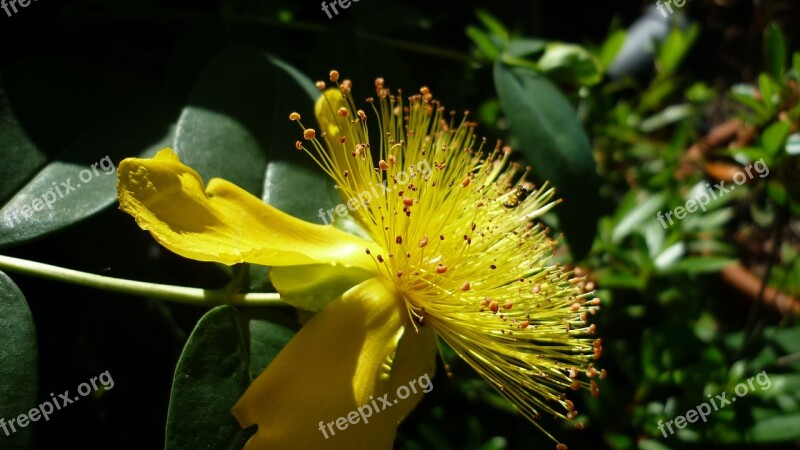 Yellow Flower Bizarre German Garden Plant Fine Flower Beams Free Photos