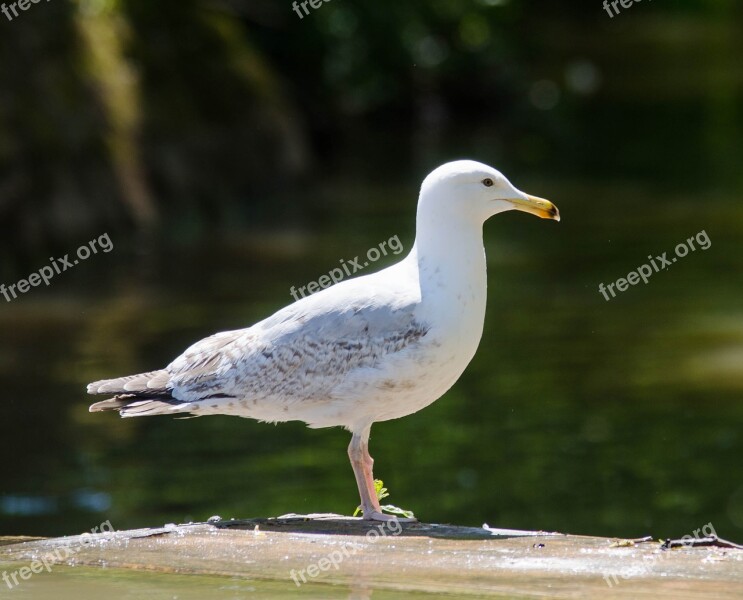 Herring Gull Fly Free Photos