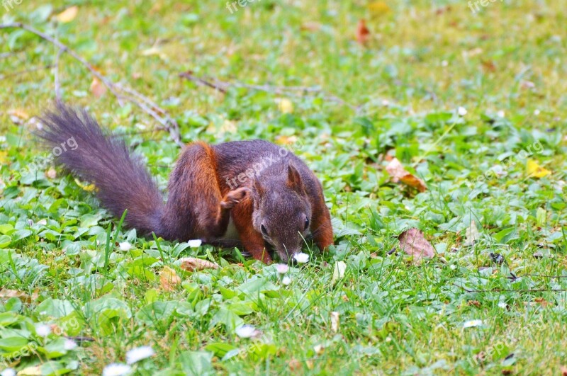 Squirrel Nager Rodent Cute Nature