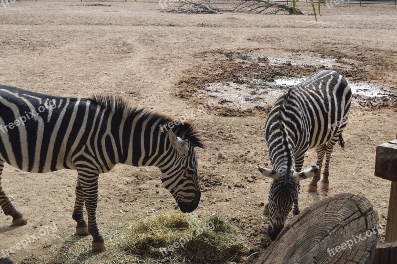 Zebras Zoo Animal Free Photos