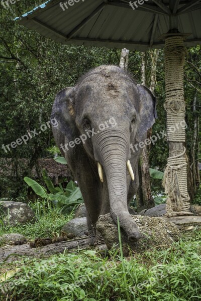 Asian Elephant Elephant Calf Thailand Phang-nga Animals