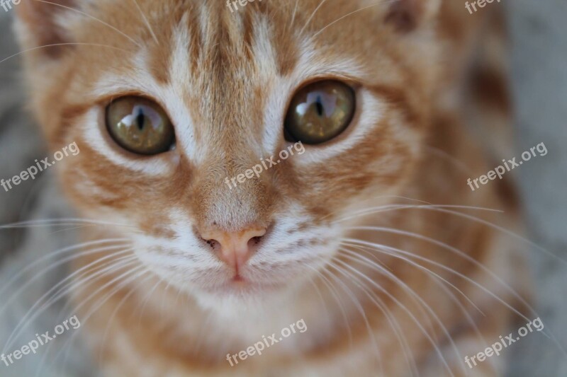 Cat Wrap Eyes Free Photos