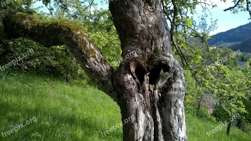 Log Bark Heart Apple Tree Tree Bark