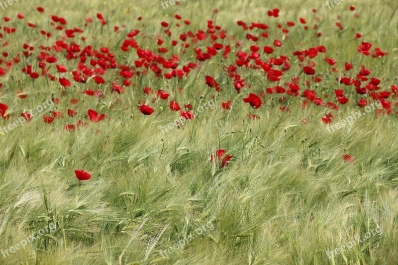 Papaver Rhoeas Flower Plant Nature Flowers