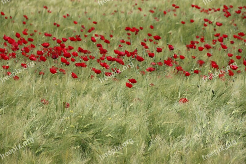 Papaver Rhoeas Flower Plant Nature Flowers