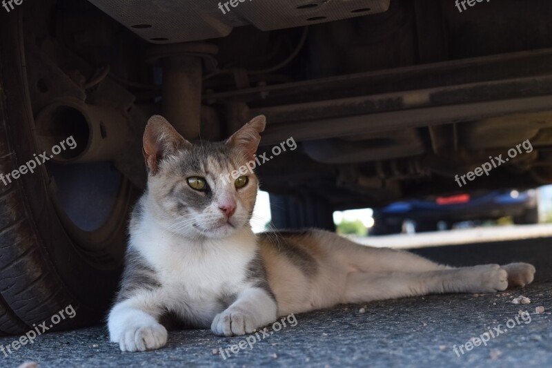 Cat Stray Animal Cute Homeless