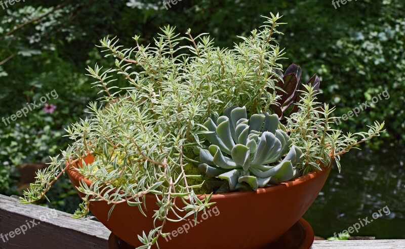 Rain-wet Succulent Garden Rain-wet Rain Succulent Plant