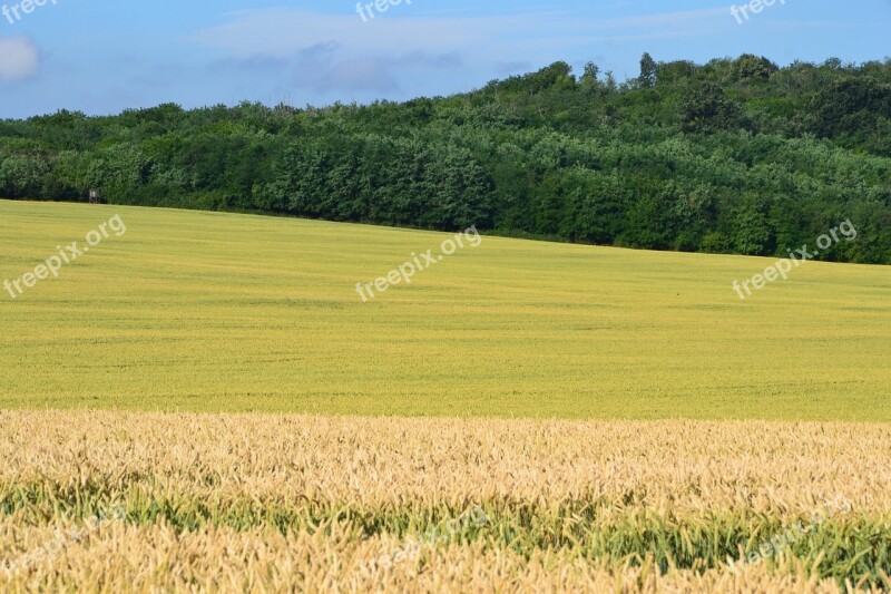 Grain By Chaitanya K Cornfield Sunshine Wheatfield