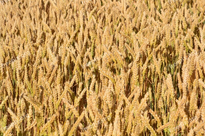 Grain By Chaitanya K Cornfield Sunshine Wheatfield