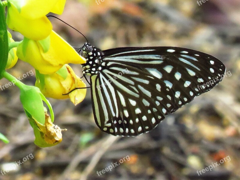 Black Butterfly Flower Close Up Black Free Photos