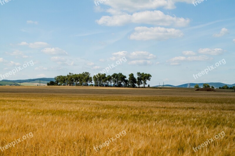 Nature Trees Field The Sky Rye