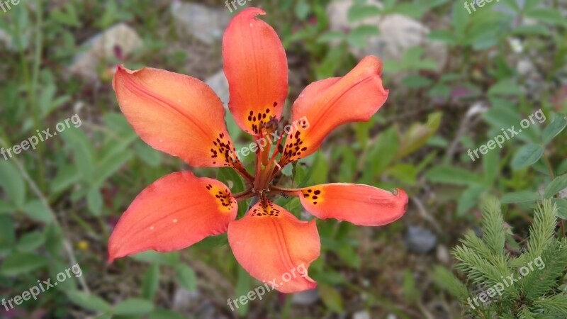 Lily Flower Wilderness British Columbia Nature