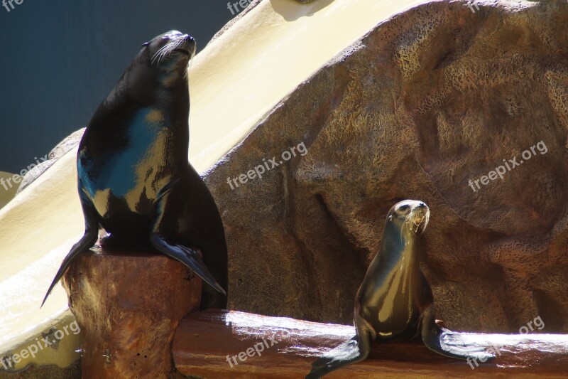 Zoo Sea ​​lion Males Male Strong