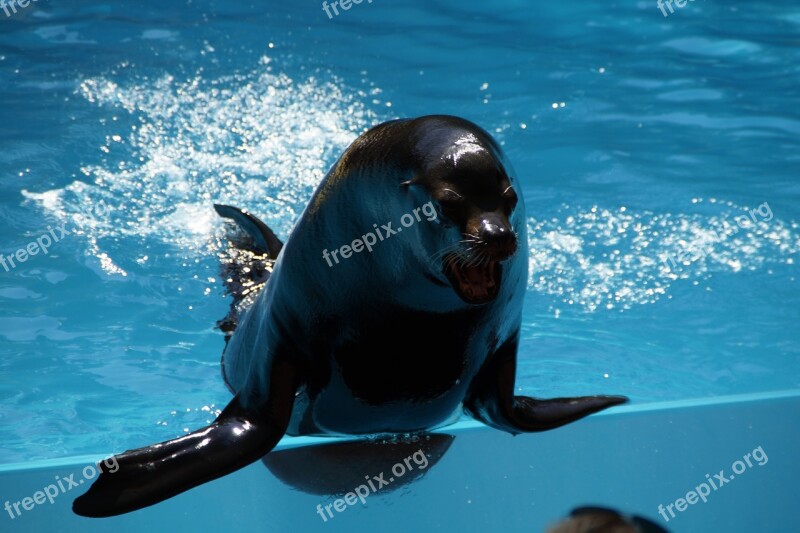 Zoo Sea ​​lion Males Male Strong