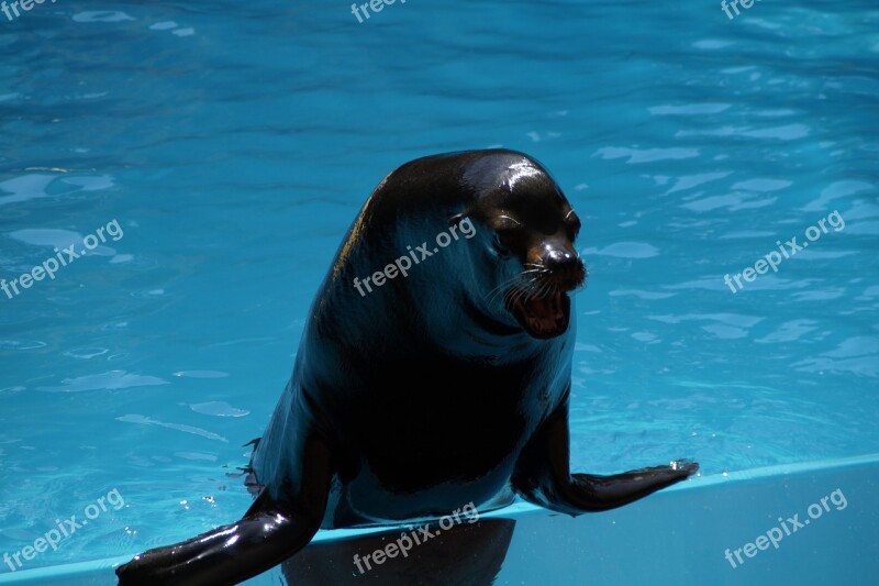 Zoo Sea ​​lion Males Male Strong