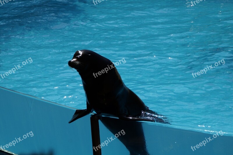 Zoo Sea ​​lion Males Male Strong