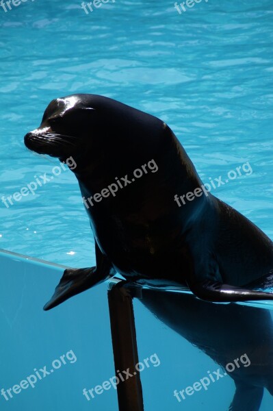 Zoo Sea ​​lion Males Male Strong