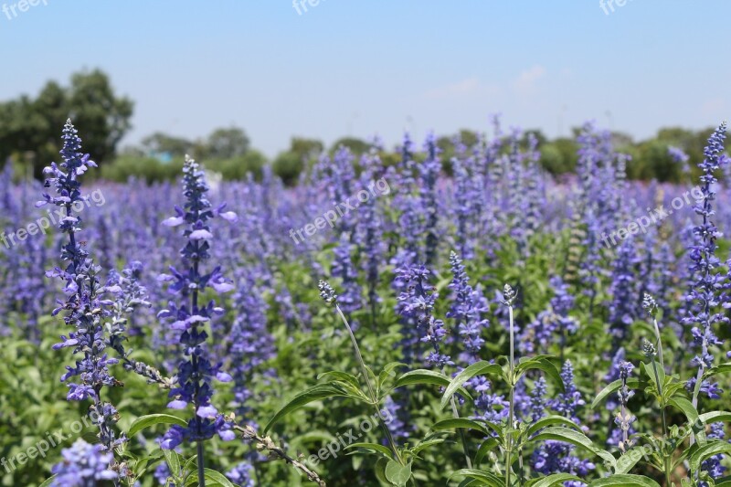 Flowers Lavender Fields Purple Free Photos