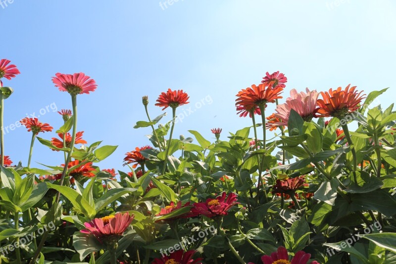 Flowers Red Cornflower Free Photos