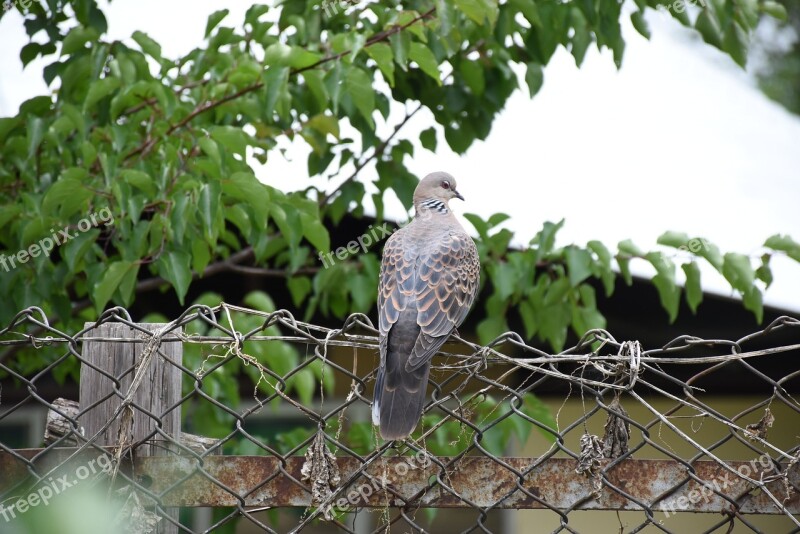 Bhutan Pigeon Ojhal Free Photos