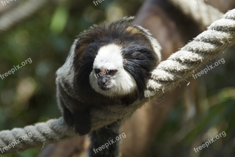 Monkey äffchen Capuchin Capuchins Zoo