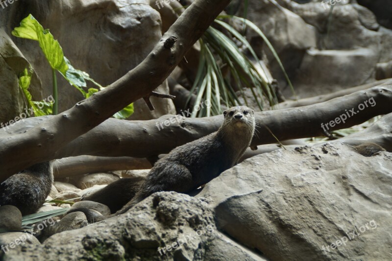 Otter Possierlich Cheeky Enclosure Zoo