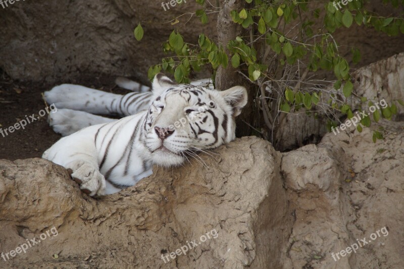 Tiger White Tiger King Tiger Predator Big Cat