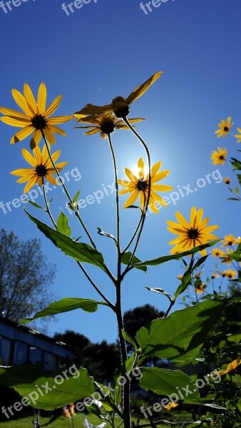 Jerusalem Artichoke Flower Summer Free Photos