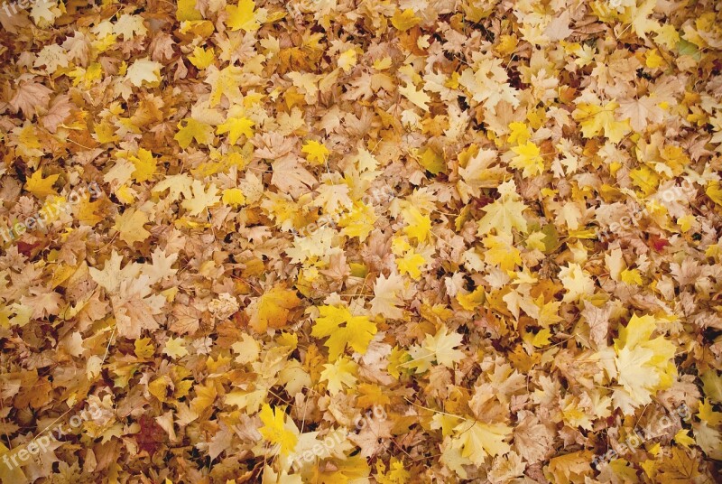 Autumn Leaves Background Fall Leaf