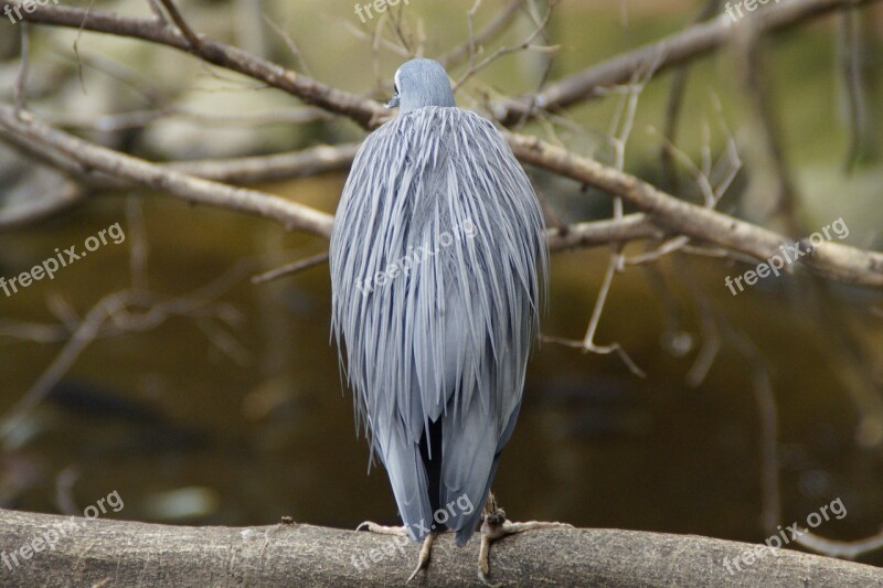 Heron Grey Intervention Plumage Bird