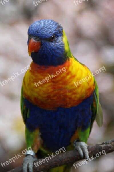 Lori Loro Park Zoo Bird Aviary Bird