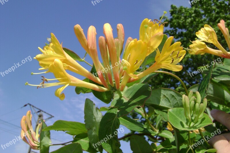 Honeysuckle Tellmanna Creeper Flower Free Photos