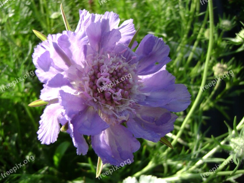 Drakiew Kaukasa Perennial Flower Free Photos