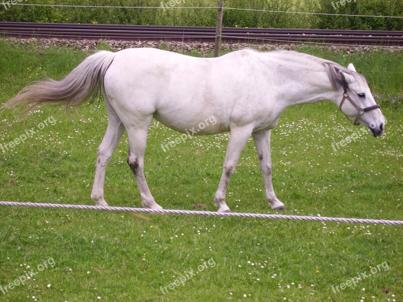 Tightrope Horse Mold Pasture White