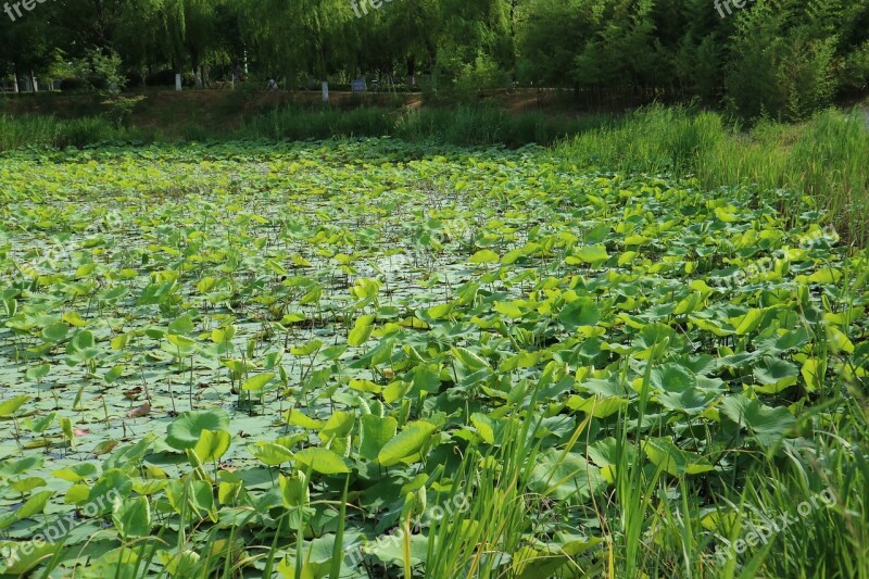 Senior Year Lotus Pond If The Water Park University Free Photos