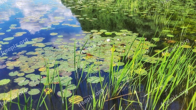 Lake Water Pond Reflection Plants