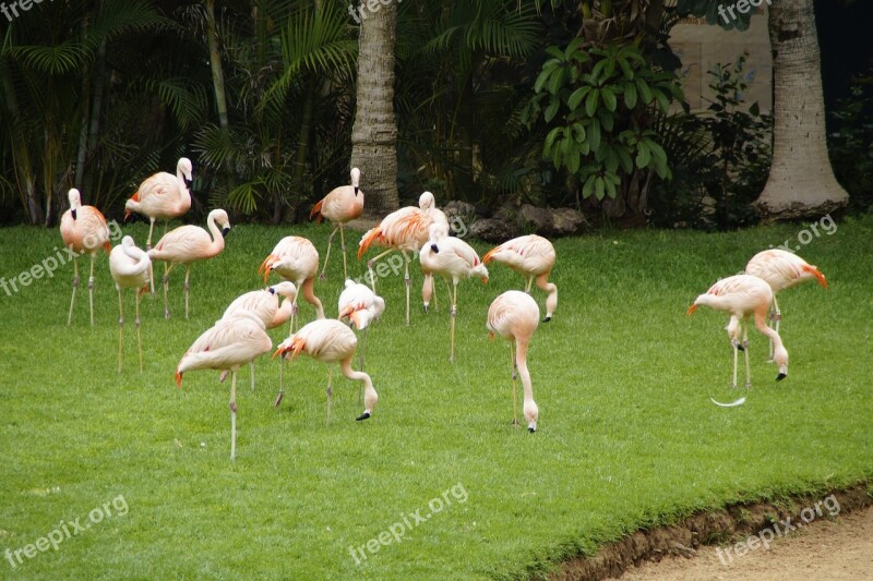 Flamingos Pink Flamingos Birds Leggy Pink