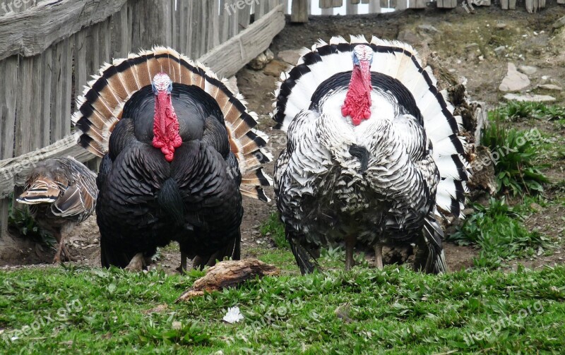 Turkeys Winter Day Free Photos