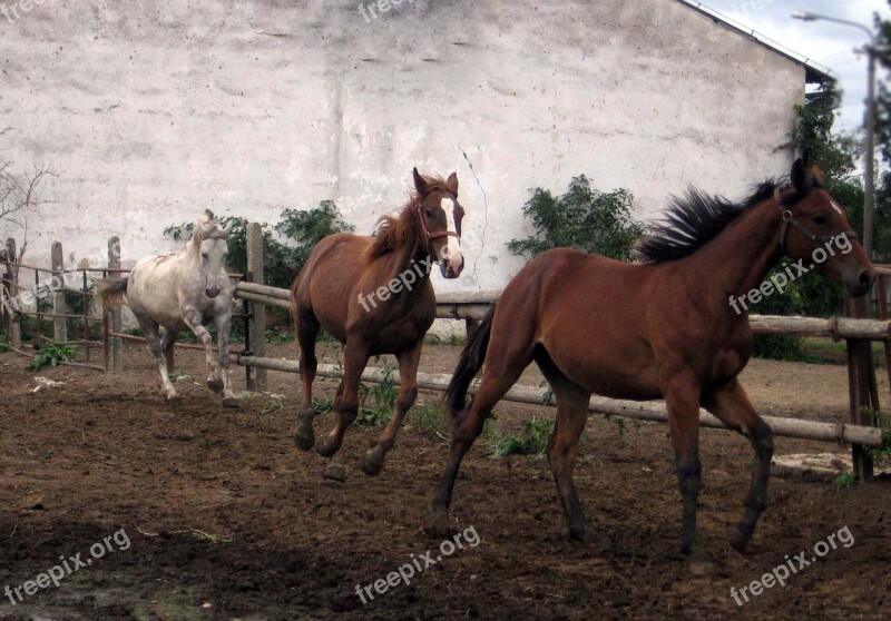 Horses Mares Stallions Run Free Photos