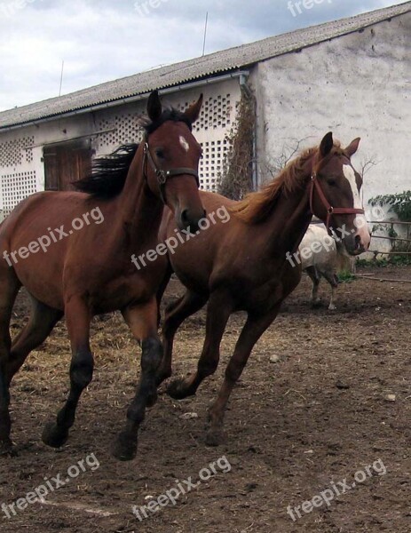 Horses Mares Stallions Run Free Photos