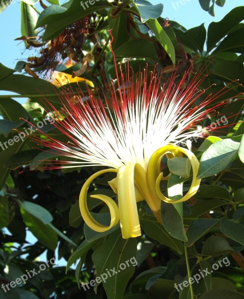 Munguba Monguba Tree Flower Chestnut