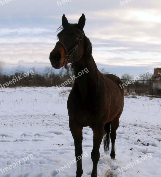 Horse Mare Stallion Koník Snow