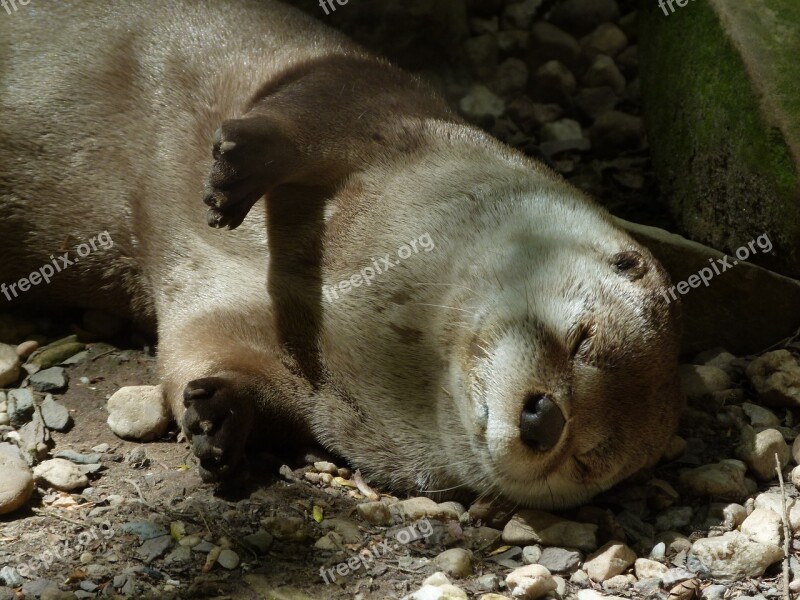 Otter Sleeping Wildlife Mammal Nature