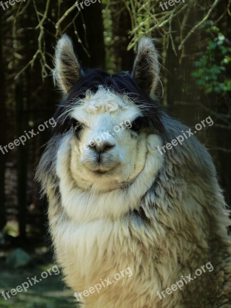 Llama Animal Mammal Wild Wool