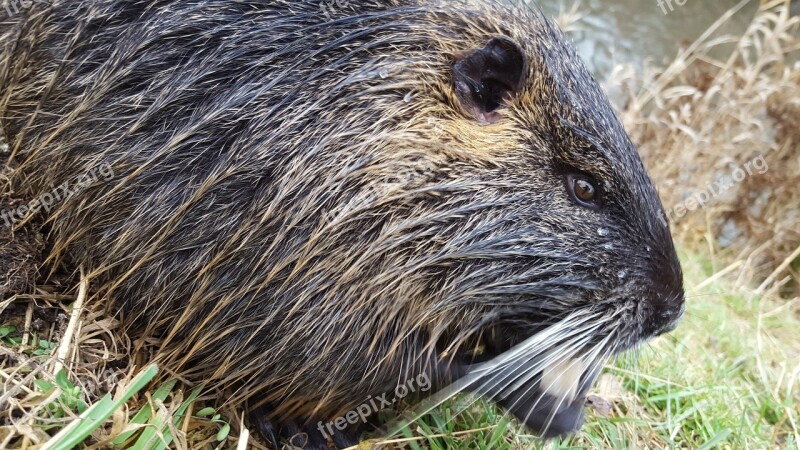 Nutria Animal Rodent Mammal Nature