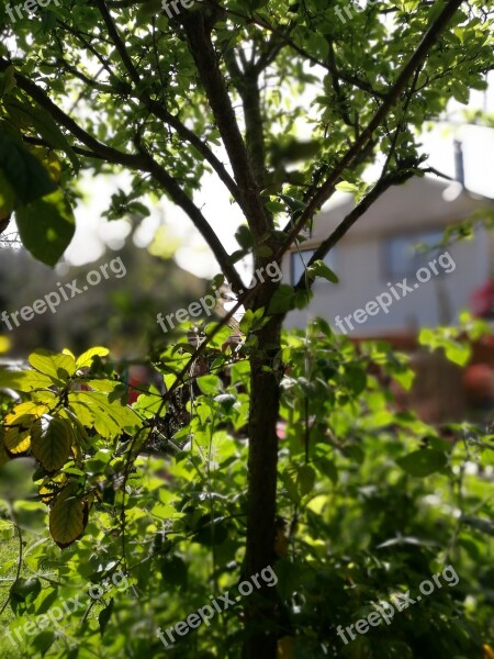 Tree Plum Green Patio Background