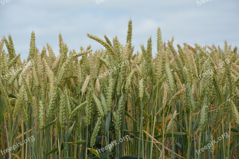 Cereals Wheats Fields Wheat-hard Agriculture