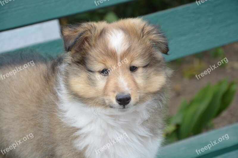 Puppy Shepherd Shetland Lof Female Young